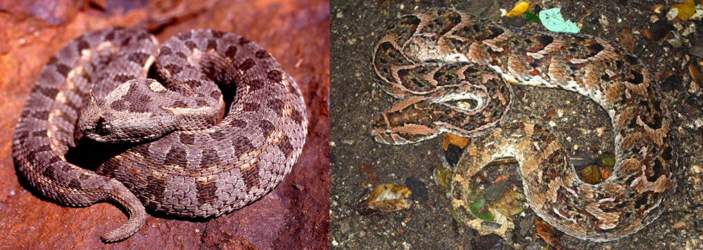 Venomous snakes of Kenya: Genus Bitis (Adders)